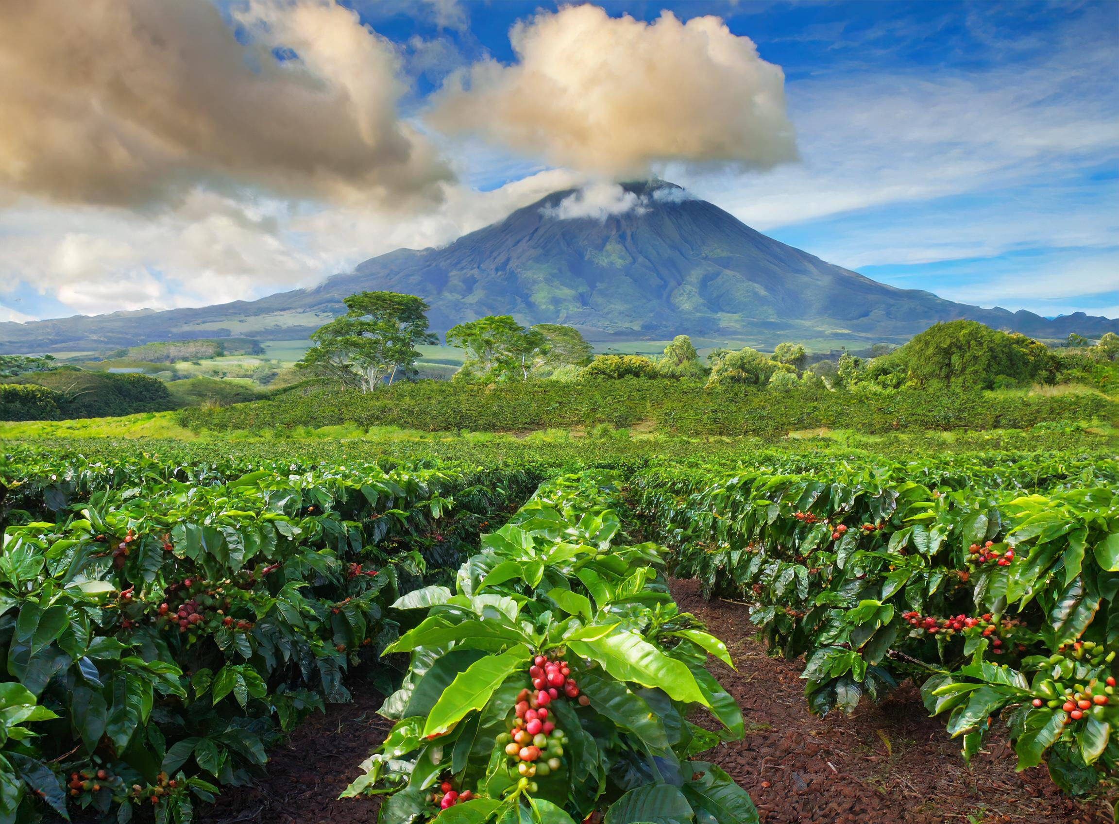 Introduction to Kona Coffee Beans in Hawaii